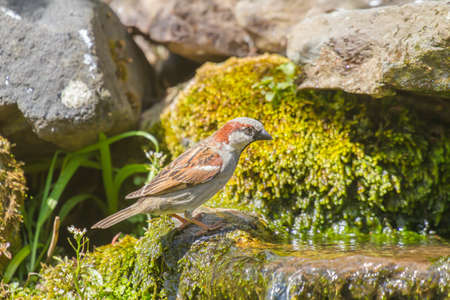 Male house sparrow about to have bathの写真素材