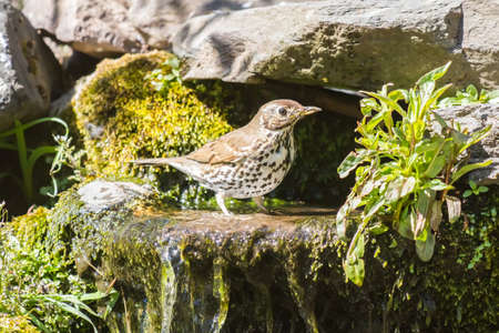 Mistle thrush having a water bath on a warm dayの写真素材