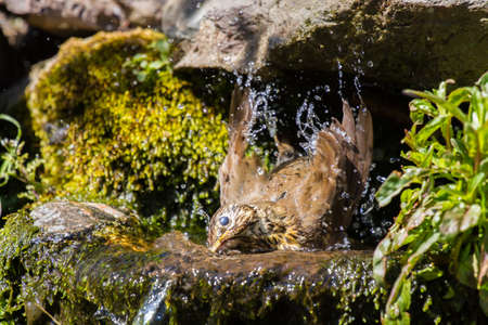 Mistle thrush having a water bath on a warm dayの写真素材