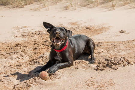 Happy black dog playing with a ball on the beachの写真素材