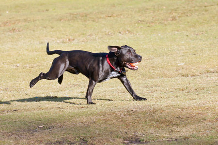Happy black dog playing with a ball in the parkの写真素材
