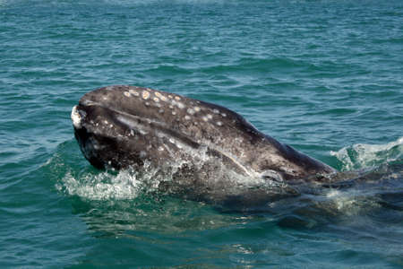 Inquisitive baby whale approaching a small boatの写真素材