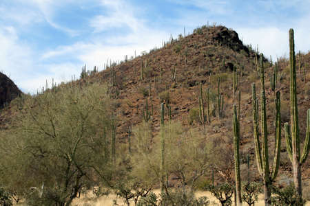 Mexican desert landscapeの写真素材