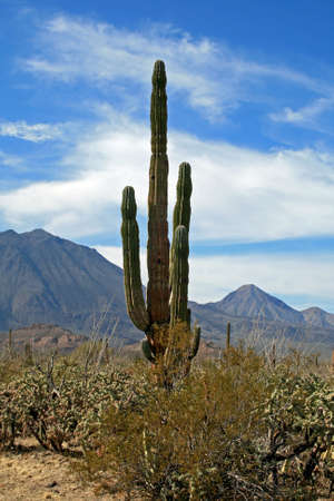 Three virgins volcanoes with cactus foregroundの写真素材