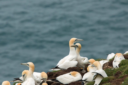 Northern gannet (Morus bassanus) Troup Head, Scotland