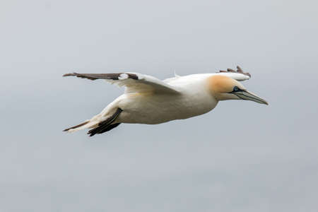 Northern gannet (Morus bassanus) Troup Head, Scotlandの写真素材