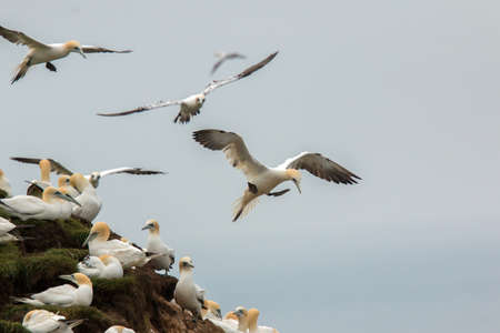 Northern gannet (Morus bassanus) Troup Head, Scotlandの写真素材