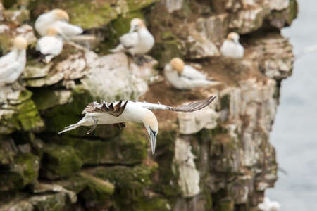 Northern gannet (Morus bassanus) Troup Head, Scotlandの写真素材