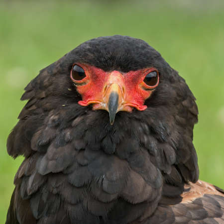 Portrait of a Bateleur Eagleの写真素材