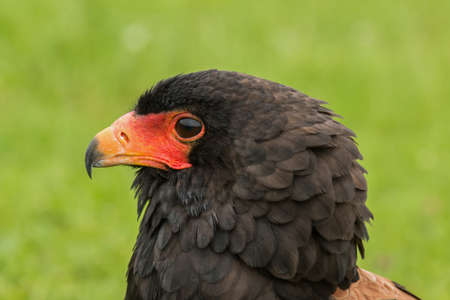Portrait of a Bateleur Eagleの写真素材