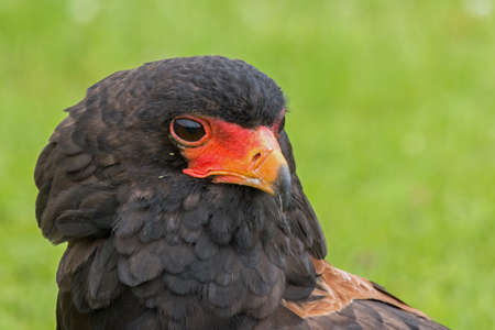 Portrait of a Bateleur Eagleの写真素材