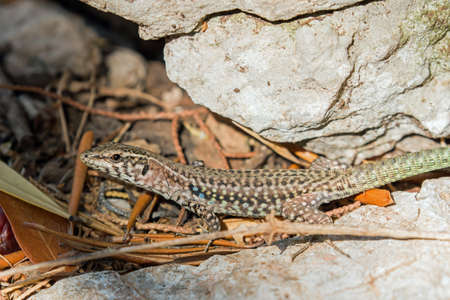 Tyrrhenian wall lizard, Podarcis tiliguerta, Sardiniaの写真素材