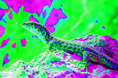 Psychedelic lizard abstract backgroundの写真素材