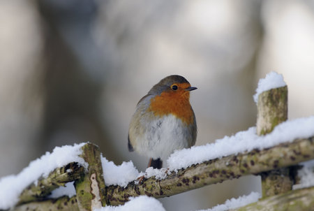 european robin perched on a fence in the snowの写真素材
