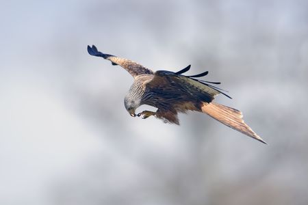 a red kite feeding on the wingの写真素材