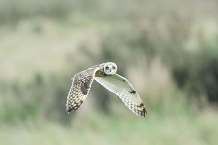 a short ear owl in flight staring into the cameraの写真素材