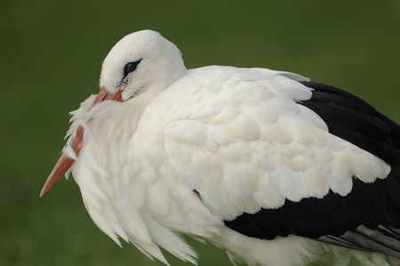 a portrait of a white stork roostingの写真素材