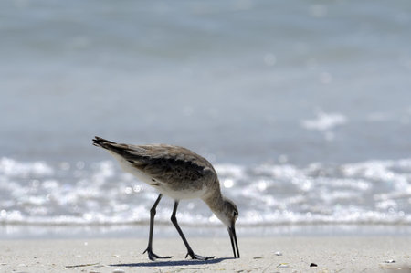 wading bird probes for food along a sandy beach