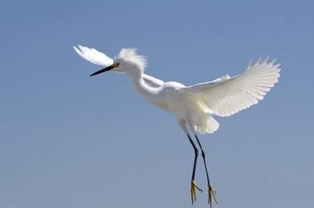 an egret photographed against a bright blue skyの写真素材