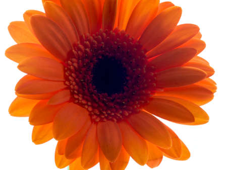 Gerberaの写真素材