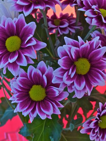 Chrysanthemumの写真素材