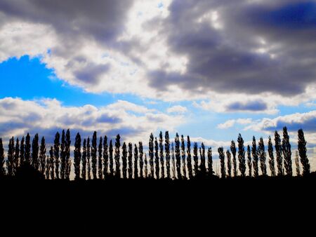 Trees Autumn Nature Landscapeの写真素材