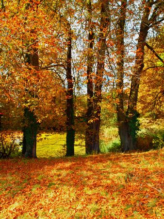 Trees Autumn Nature Landscapeの写真素材