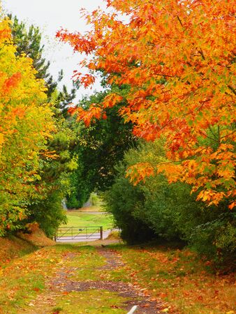 Trees Autumn Nature Landscapeの写真素材