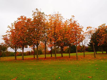 Trees Autumn Nature Landscapeの写真素材