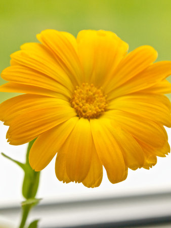 Marigold Daisy Flowerの写真素材