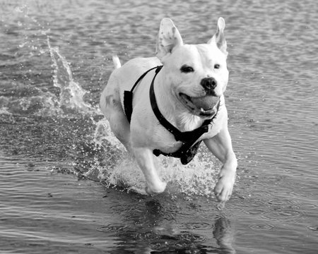 Dog Staffordshire Bull Terrier, playing ballの写真素材