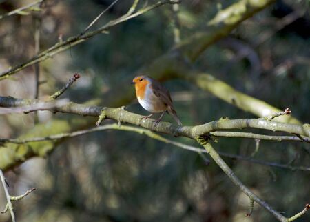 Robin Red Breastの写真素材