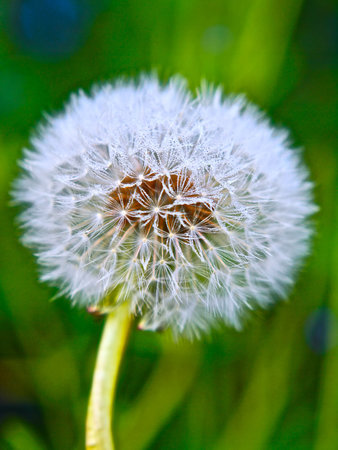 Dandilion,Dandllion 