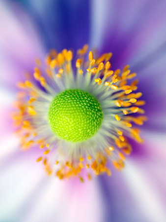 Macro Flowerの写真素材