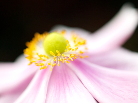 Macro Flowerの写真素材