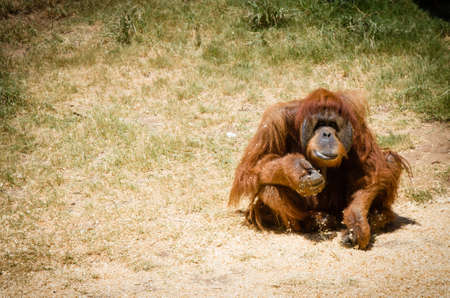 Orangutanの写真素材