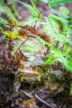 Close up from a toad in a Japanese forest.の写真素材