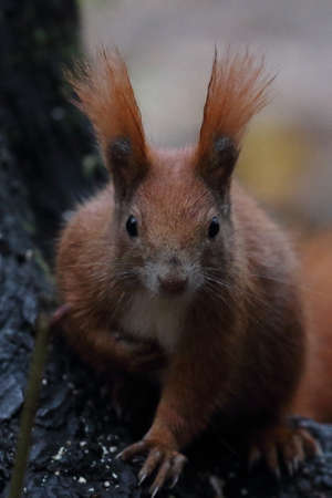 Squirrel is alarmedの写真素材