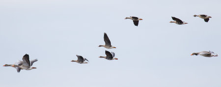 Geese on their way southの写真素材
