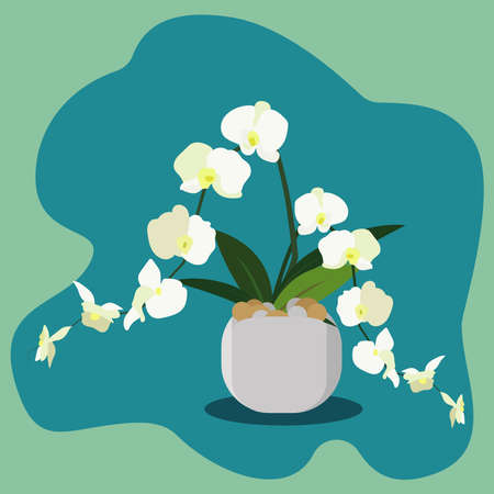 White flower on a pot vector illustrationのイラスト素材
