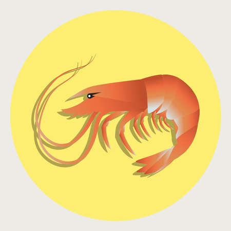 Shrimp vector Illustration with yellow backgroundのイラスト素材