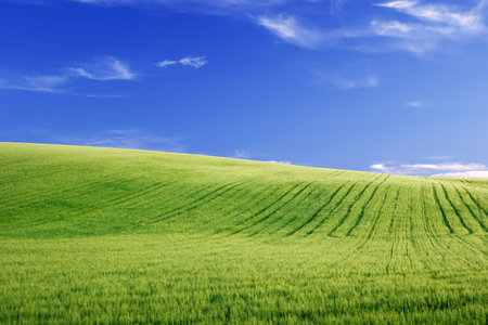 Grain field  