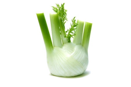 Fennelの写真素材