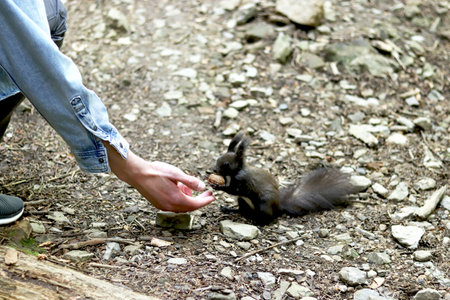 Photo of a squirrel taking a nut from a humanの写真素材