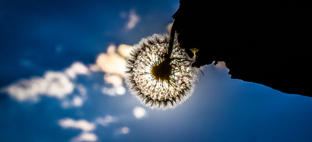 The flower of the skyの写真素材