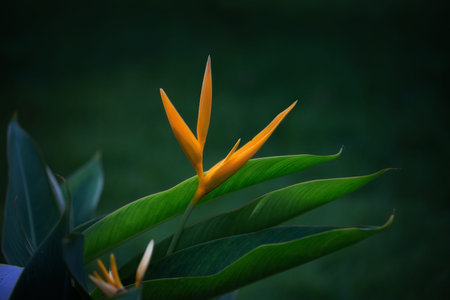 Strelitzia royal - evergreen perennial plant. Exotic flower