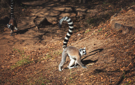 Ring-shaped lemur or katta walks in their natural habitat, Madagascar.の写真素材