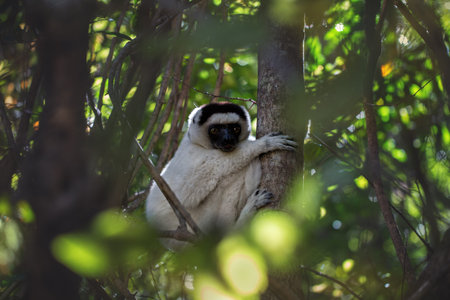 Sifaka Verro, or crested sifaka, or crested indri (Propithecus verreauxi) sits on a tree....