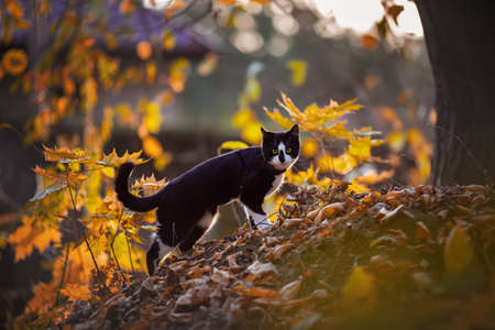 Beautiful black and white cat in the autumn park.の写真素材