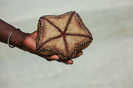 A pregnant starfish in the palm of hand of a Kenyan. Diani Beach. Mombasa. Kenya